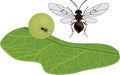 Oak apple gall on green oak leaf and Cynips quercusfolii oak gall wasp